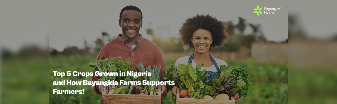 Top 5 Crops Grown in Nigeria and How Bayangida Farms Supports Farmers!