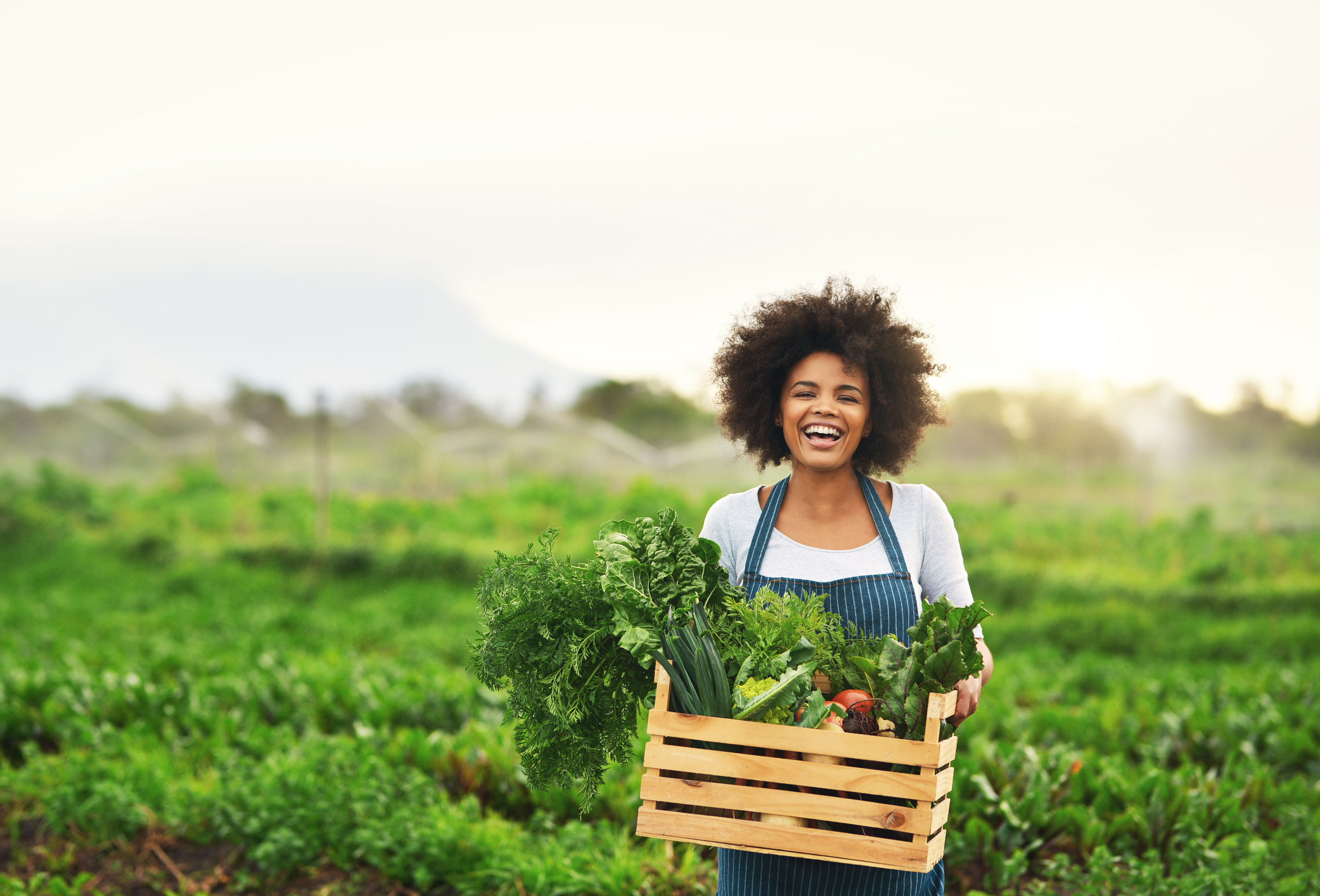 About Bayangida Farms